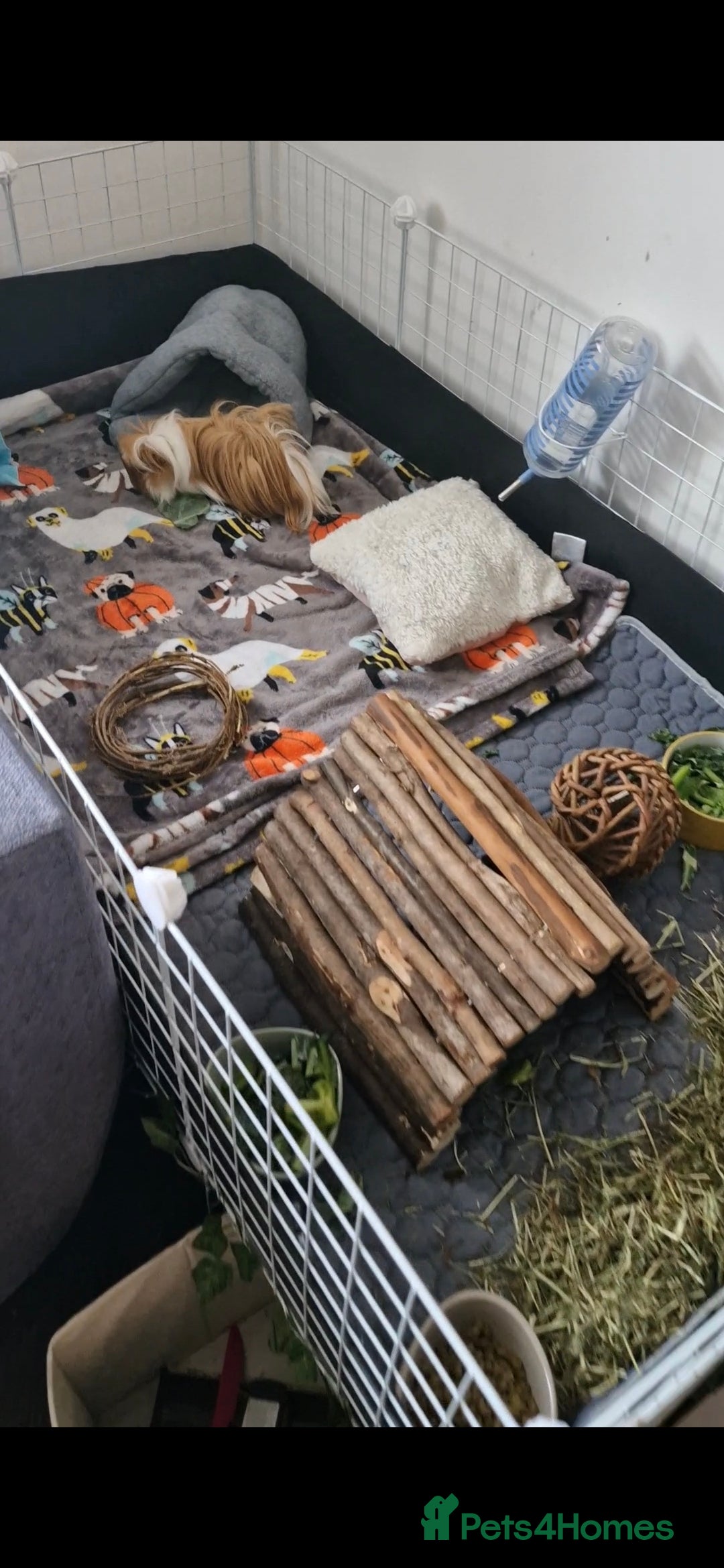 Guinea Pig rodents for sale: Pair of Male Guinea Pigs and complete set up - Image 4