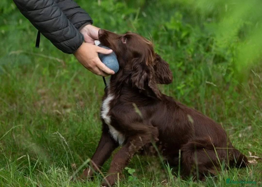 Cocker Spaniel dogs for stud: Cocker spaniel for stud extensively health tested  in Shrewsbury - Advert 4