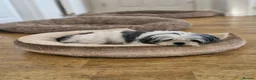 Mixed Breed dogs for sale: Millie is looking for forever loving home! - Advert 3