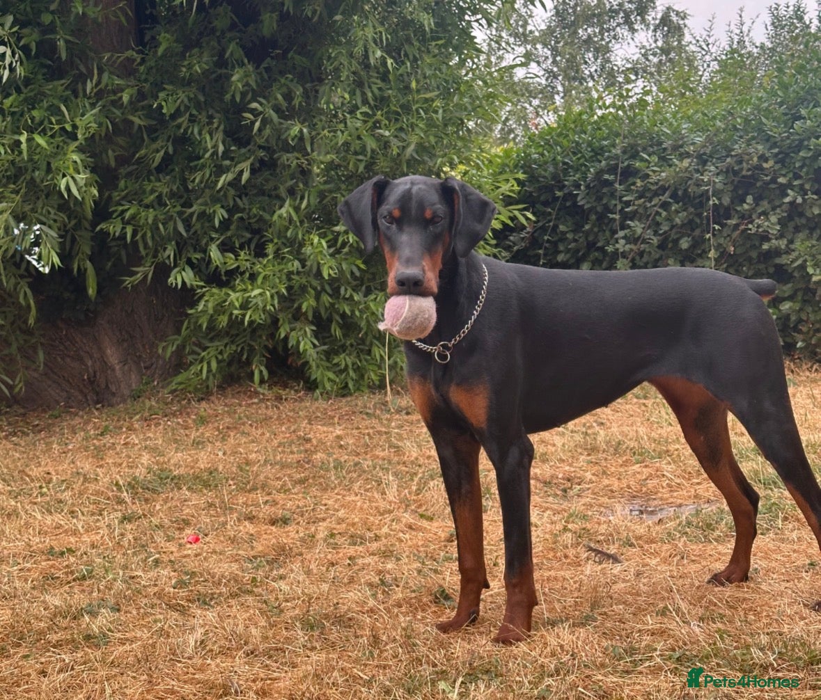 Dobermann dogs Beautiful 8 Month Old Female Doberman - Advert 13
