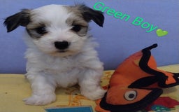 Morkie dogs for sale: Beautiful Morkie Puppies - Image 5