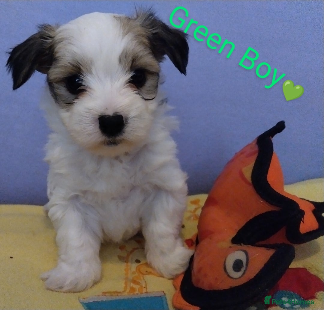 Morkie dogs for sale: Beautiful Morkie Puppies - Image 5