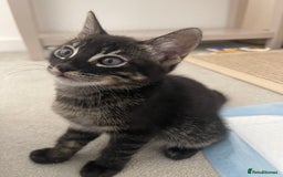 Bengal cats for sale: Adorable kittens looking for their forever homes  - Image 4