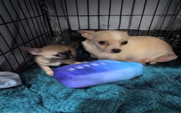 Chihuahua dogs for sale: Chihuahua puppy  - Image 3