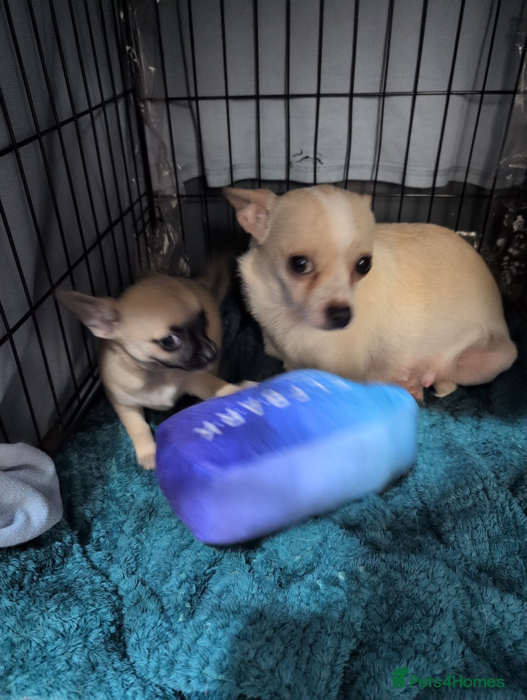 Chihuahua dogs for sale: Chihuahua puppy  - Image 3