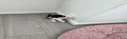 Mixed Breed cats for sale: Black & white male kitten - Advert 8