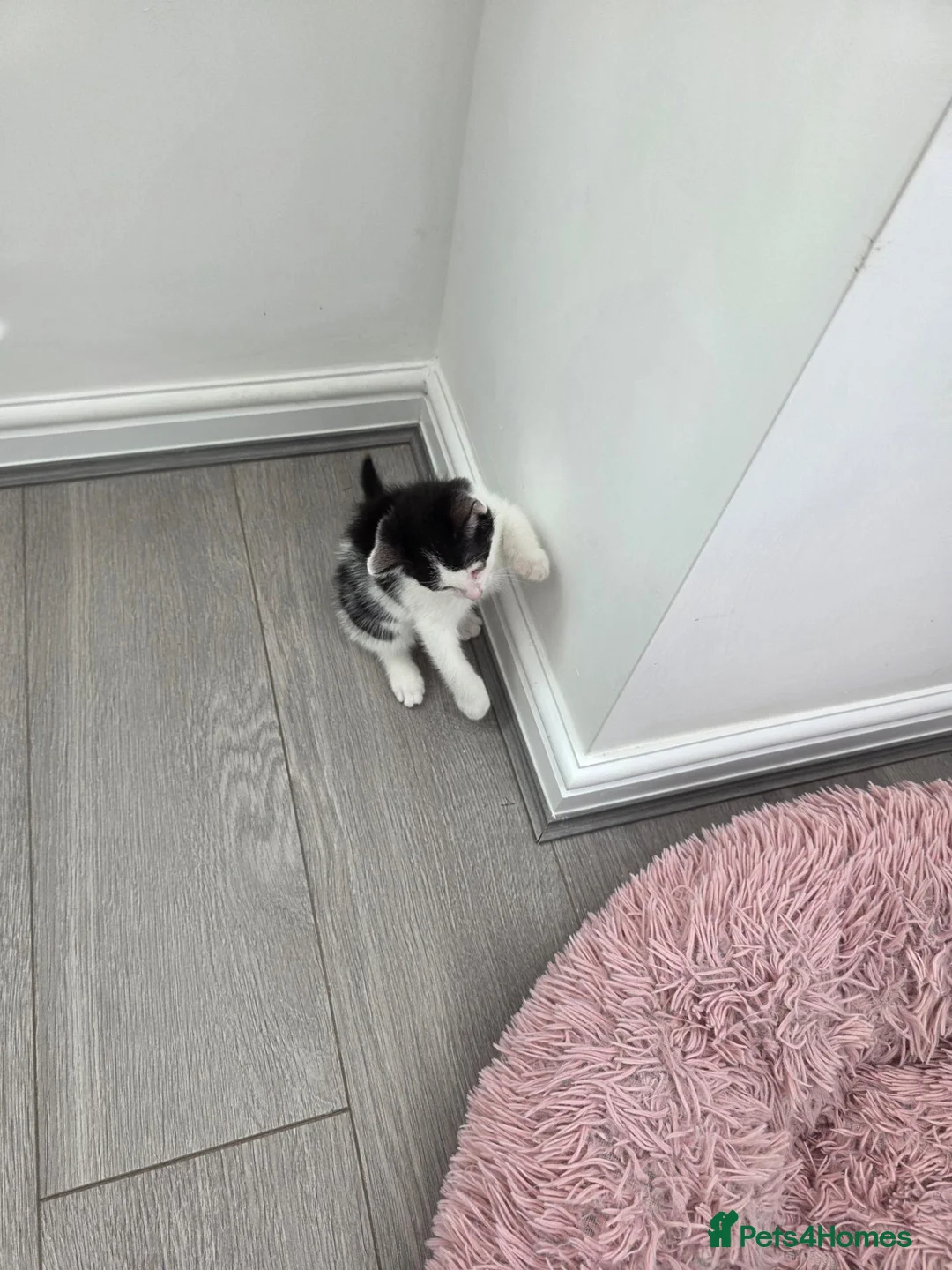 Mixed Breed cats for sale: Black & white male kitten - Advert 8