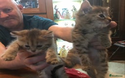 Mixed Breed cats for sale: Beautiful Fluffy Tabby Siblings for sale - Image 6