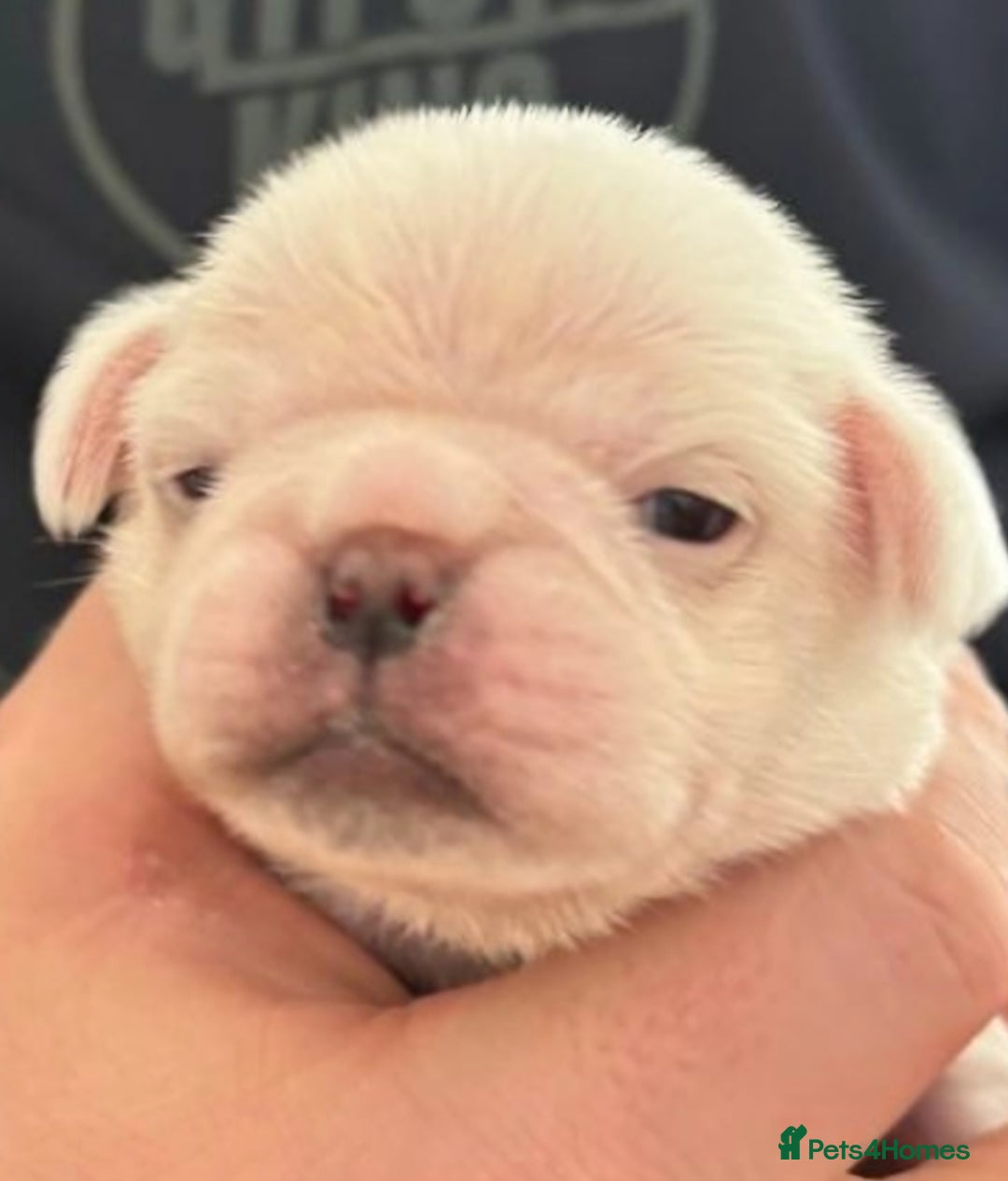 Pug dogs for stud: kc panda pug for stud in Blackpool - Image 15