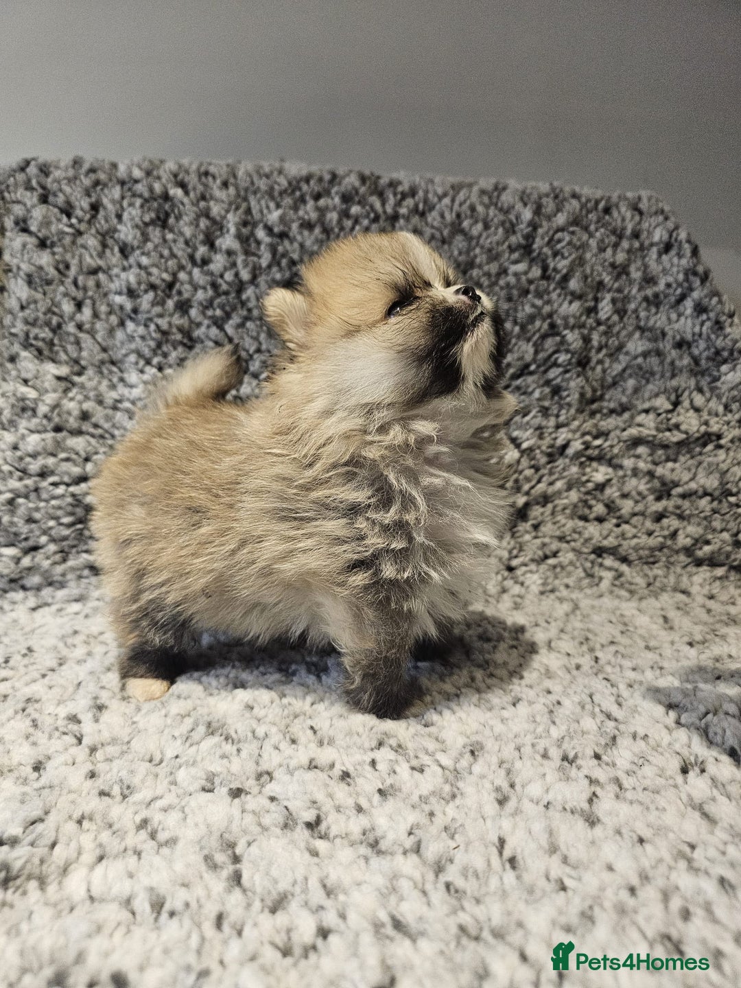 Pomeranian dogs for sale: Adorable mini Pomeranian ❤ - Advert 19