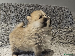 Pomeranian dogs Adorable mini Pomeranian ❤ - Advert 5
