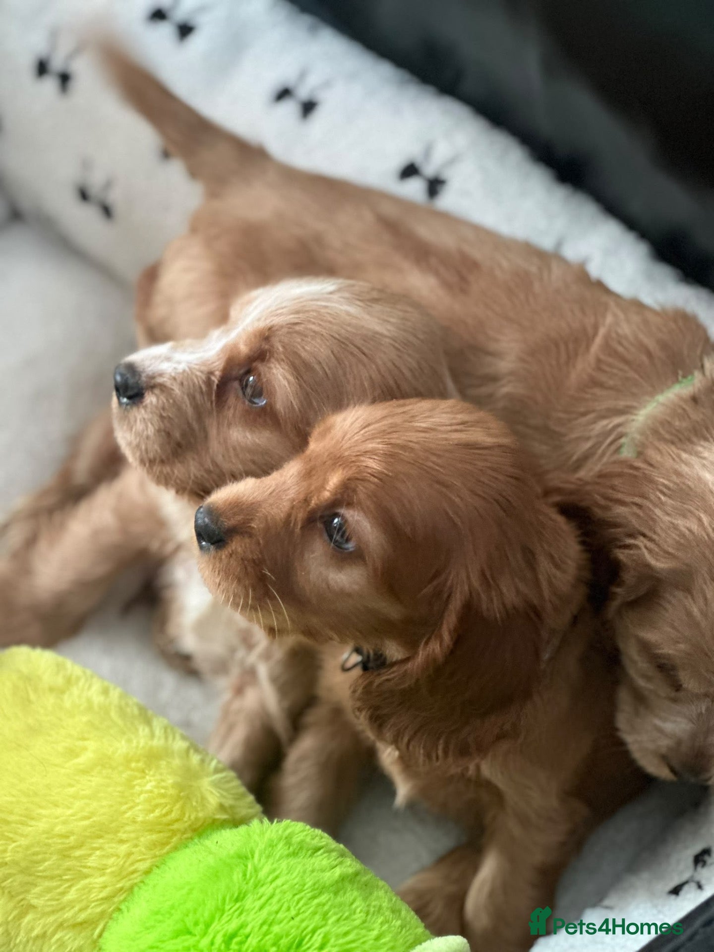 Cocker Spaniel dogs ⭐️Stunning show cocker spaniel puppies  - Advert 18