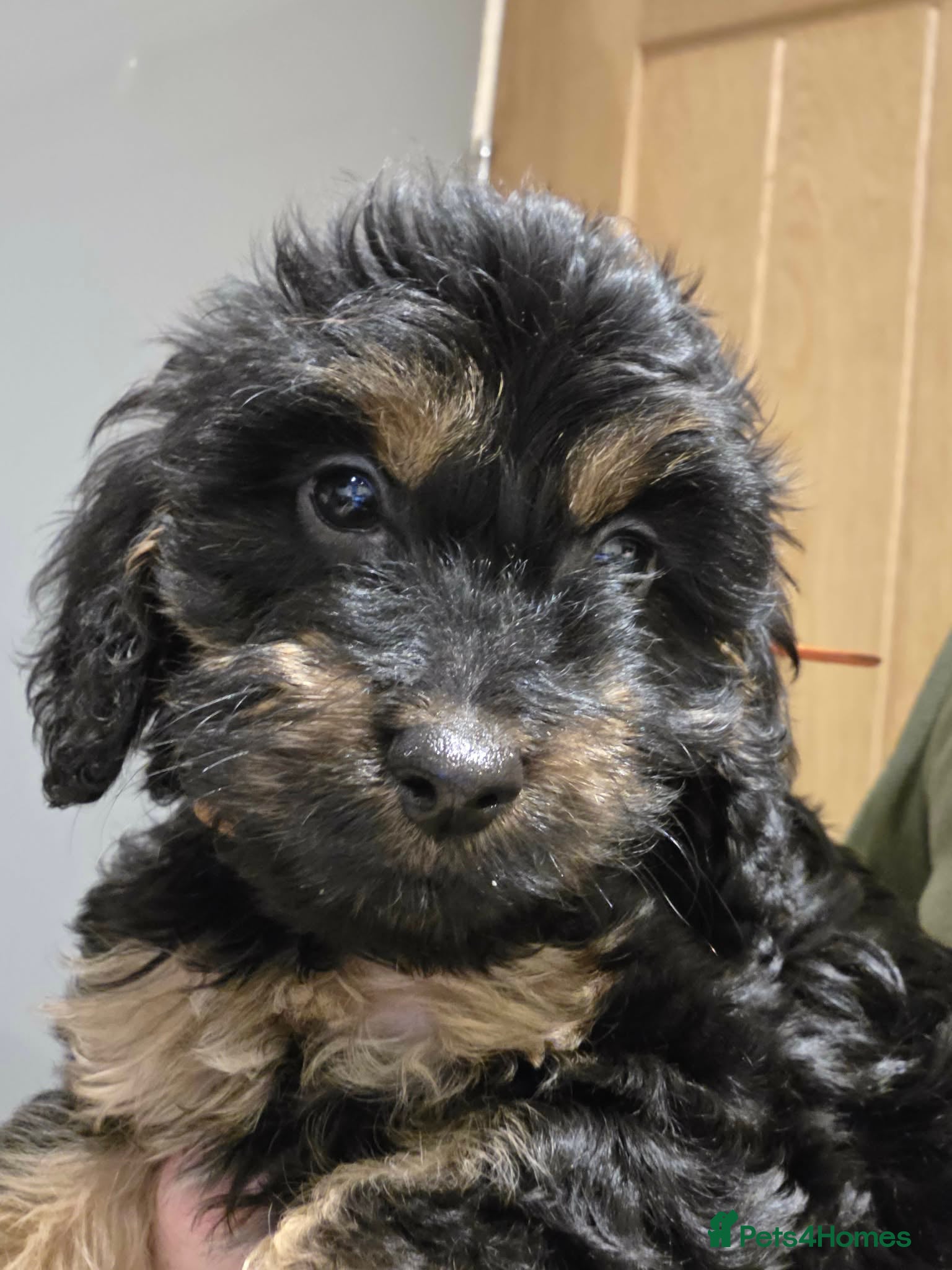 Cockapoo dogs Cockapoo puppies, ready to leave  - Advert 3