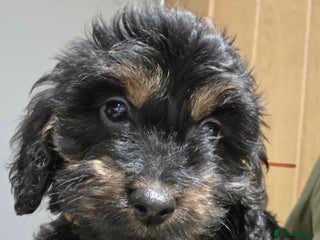 Cockapoo dogs Cockapoo puppies, ready to leave - Advert 3