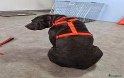 Shar Pei dogs for adoption: LIPA - a Superb, limping Girl, for a Loving Home - Image 13