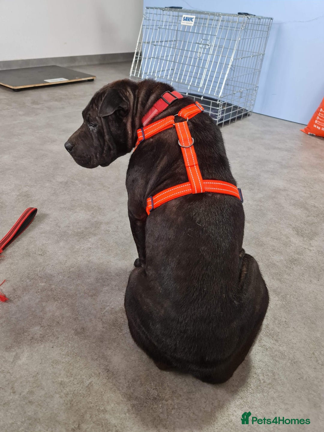 Shar Pei dogs for adoption: LIPA - a Superb, limping Girl, for a Loving Home - Image 13