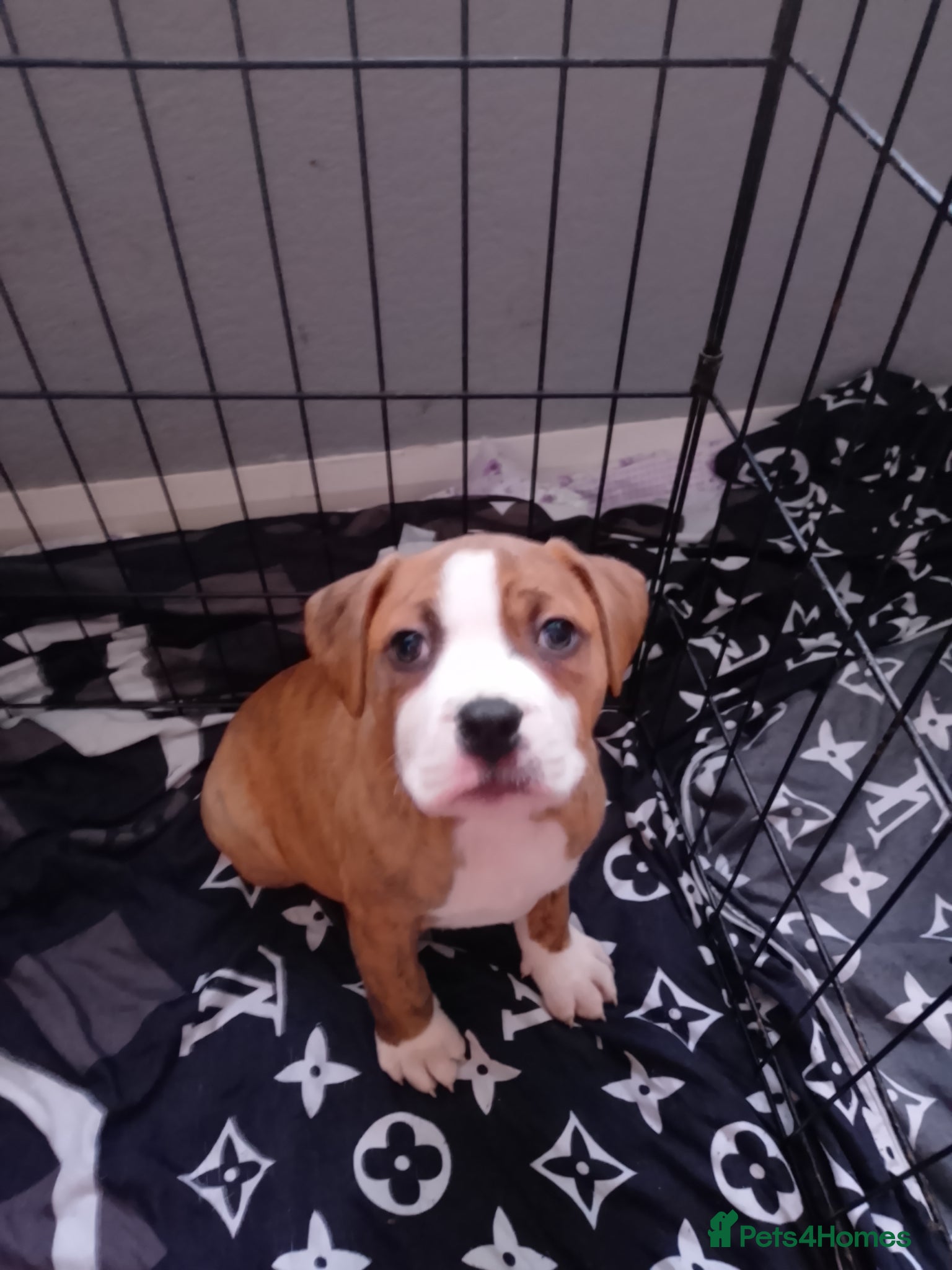 American Bulldog dogs American bulldogs - Advert 6