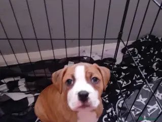 American Bulldog dogs American bulldogs - Advert 6