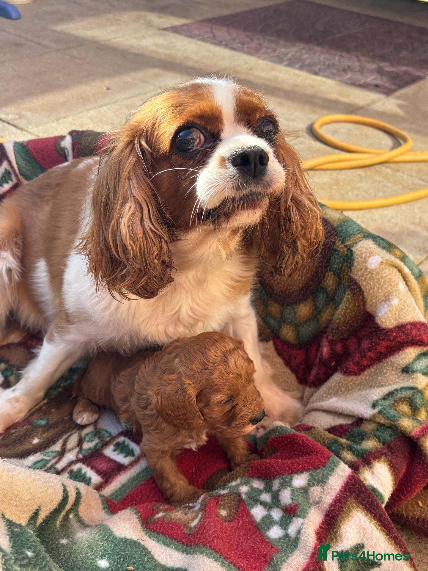 Cavapoo dogs for sale: Outstanding fox red cavapoo puppy - Advert 2