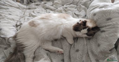 Ragdoll cats - Advert 7