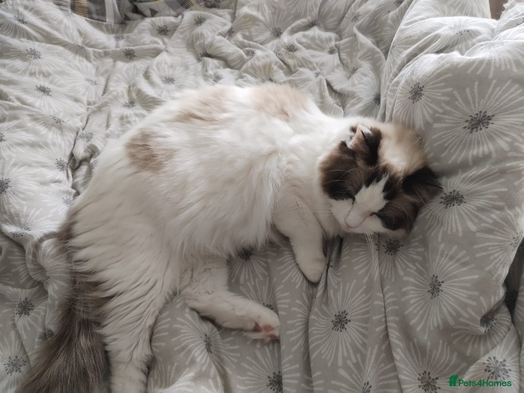 Ragdoll cats for sale: Retired Qeen Ragdoll Seal Bi Color  - Image 2