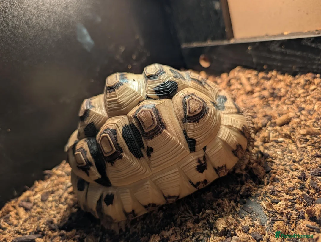 Tortoise reptiles for sale: Leopard tortoise  in Middlesbrough - Advert 2