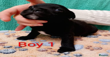 Staffordshire Bull Terrier dogs - Advert 4