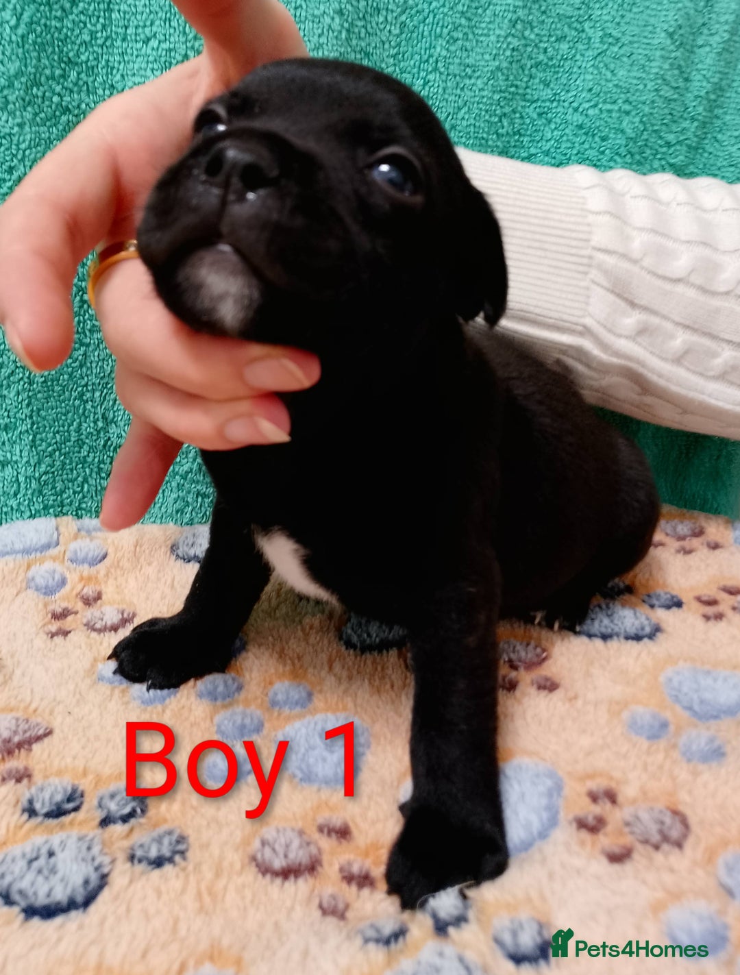 Staffordshire Bull Terrier dogs for sale: KC Registered Champions Bloodline Show Quality  - Image 3