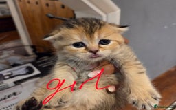 Scottish Fold cats for sale: Scottish Fold Kittens - Image 23