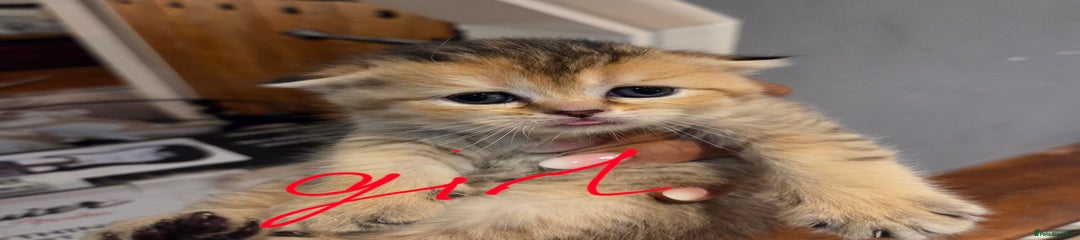 Scottish Fold Kitten 3