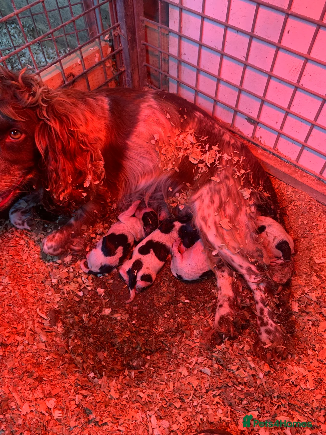 Cocker Spaniel dogs for sale: Cocker spaniel puppies - Advert 2