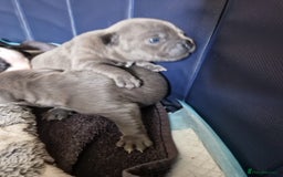 Mixed Breed dogs for sale:  Adorable staffie x frencie pups,Ready Oct31st  - Image 17