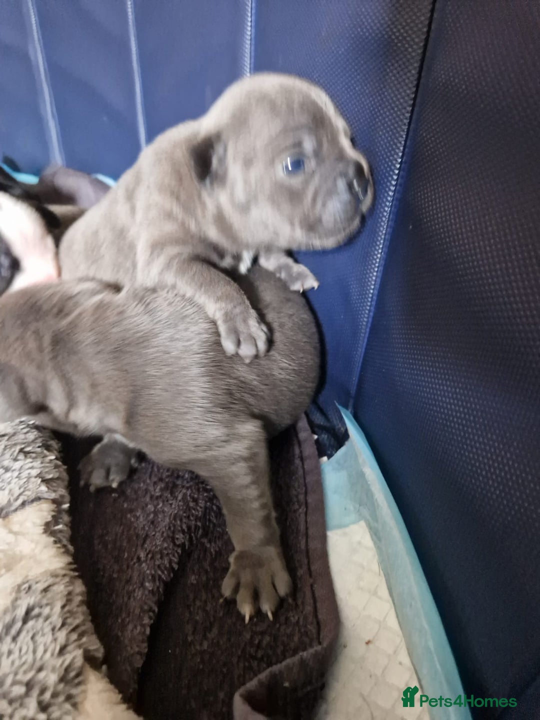 Mixed Breed dogs for sale:  Adorable staffie x frencie pups,Ready Oct31st  - Image 17
