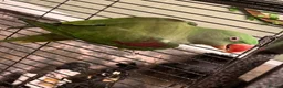 Parakeets birds for sale: Beautiful Female Alexandrine Parakeet – Zelda  - Advert 3