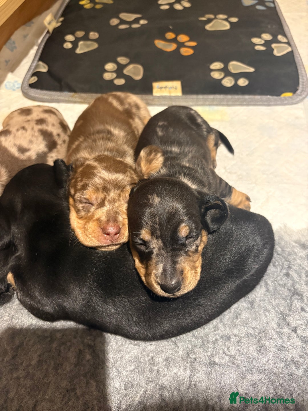 Miniature Dachshund dogs for sale: ✨ Miniature Dachshund Puppies ✨ - Advert 15