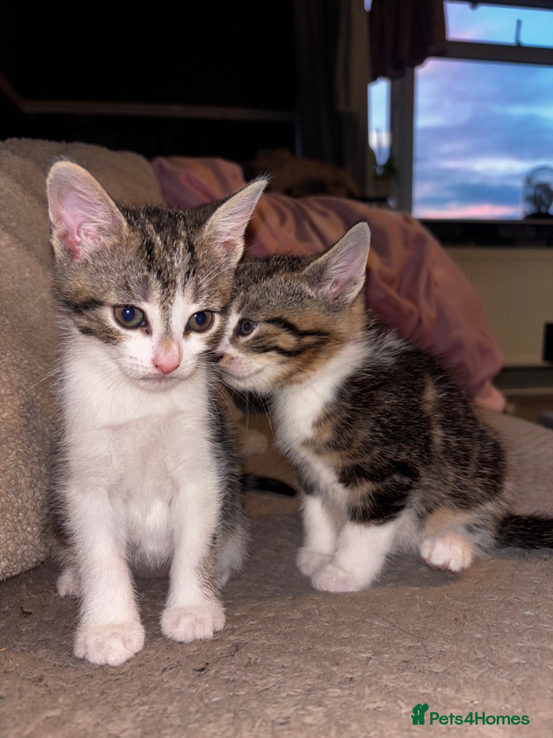 American Shorthair cats for sale: American short hair tabby kittens - Image 5