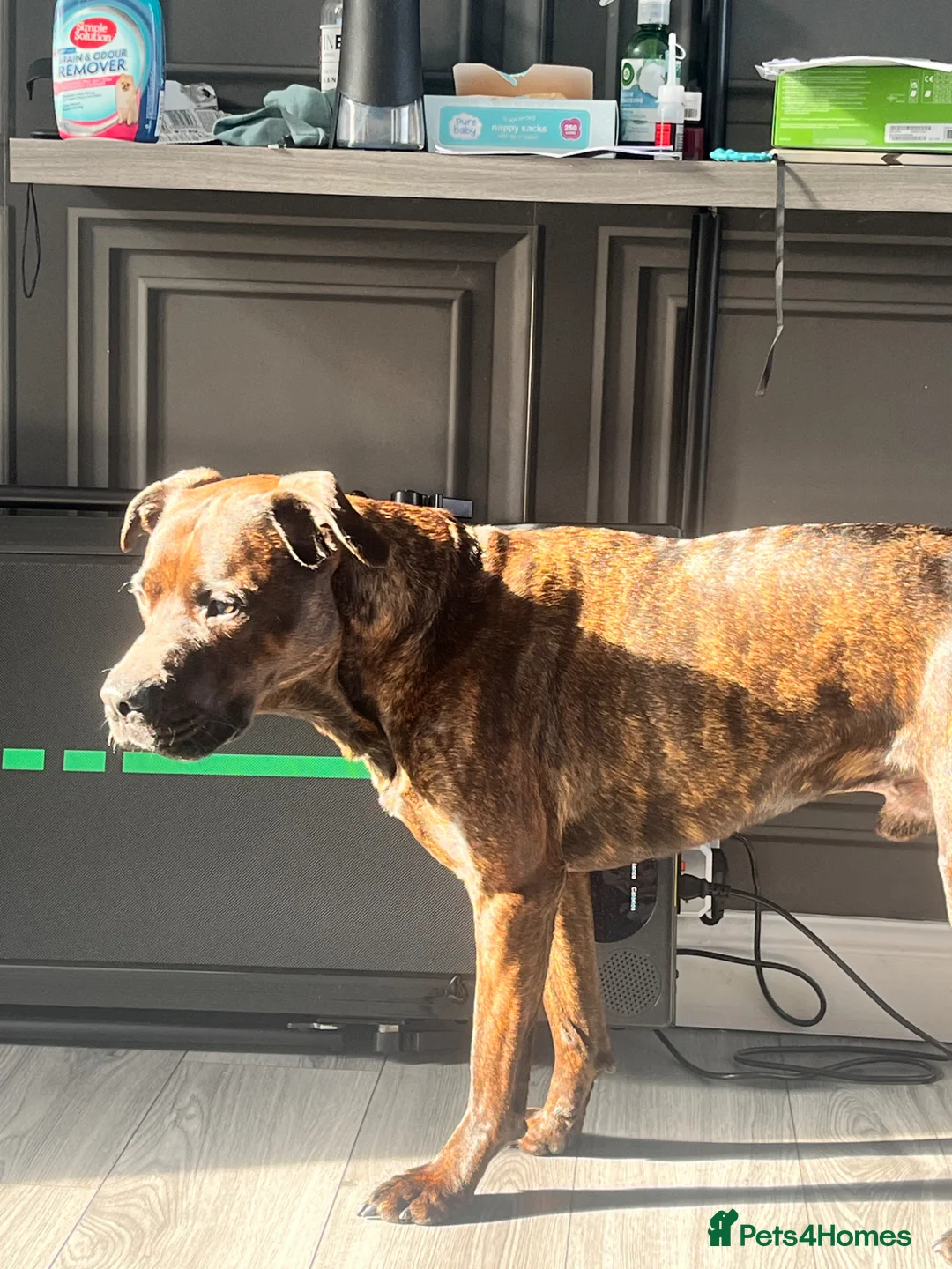 Mixed Breed dogs for sale: Male bullmastiff cross - Advert 4