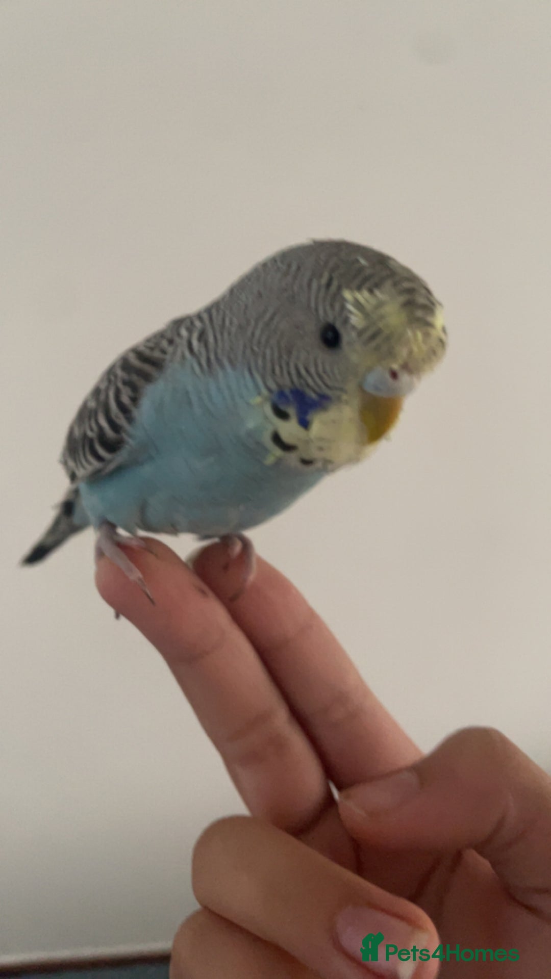 Budgerigars birds for sale: Baby Budgie - Advert 3