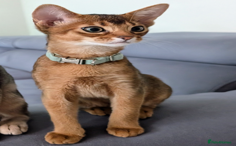Abyssinian cats in Ruislip - Advert 16