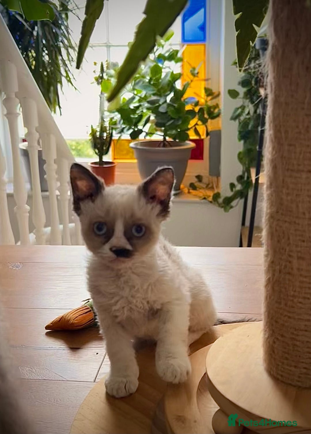 Selkirk Rex cats for sale: Gorgeous Selkirk Rex kittens - Image 31