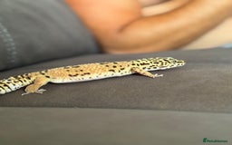 Leopard Gecko reptiles for sale: Leopard gecko with full enclosure  - Advert 13
