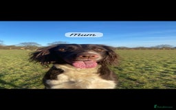 English Springer Spaniel dogs for sale: Stunning English springer spaniels for Sale - Image 13