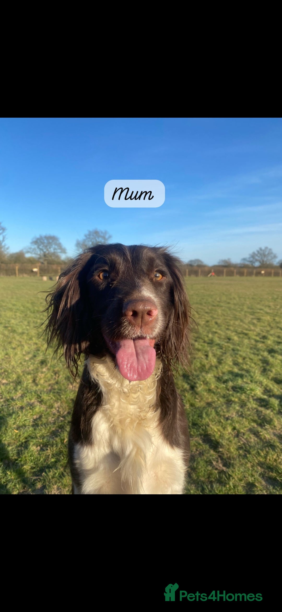 English Springer Spaniel dogs for sale: Stunning English springer spaniels for Sale - Image 13