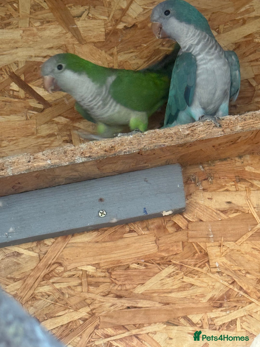 Parakeets birds for sale: 2 breeding pairs of quaker parakeets  - Image 2