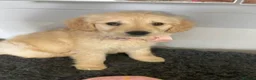 Golden Retriever dogs for sale: Golden retriever  in Romford - Advert 22