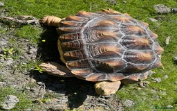 Tortoise reptiles for sale: Sulcata Tortoise - Image 4