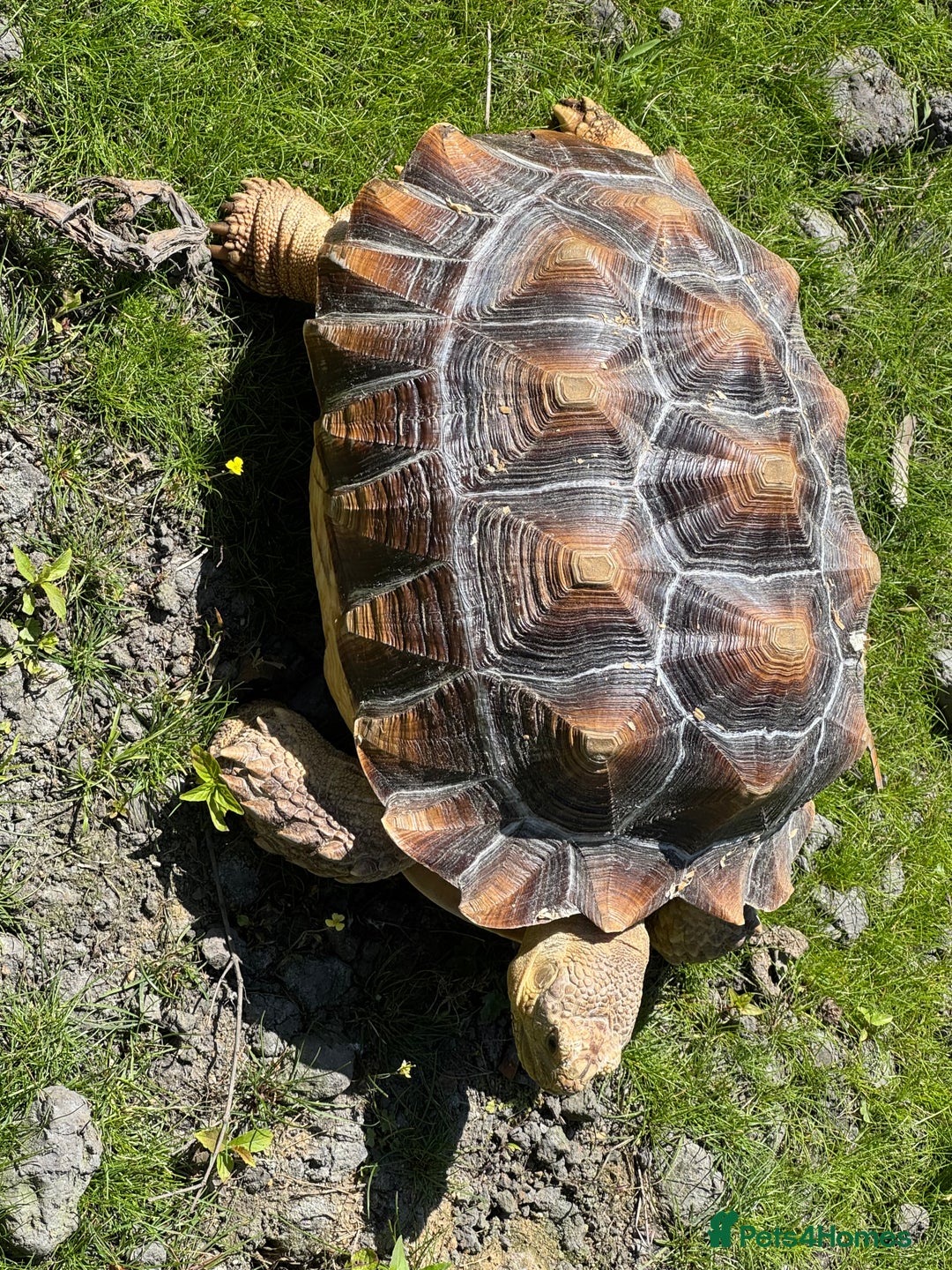 Tortoise reptiles for sale: Sulcata Tortoise - Image 4