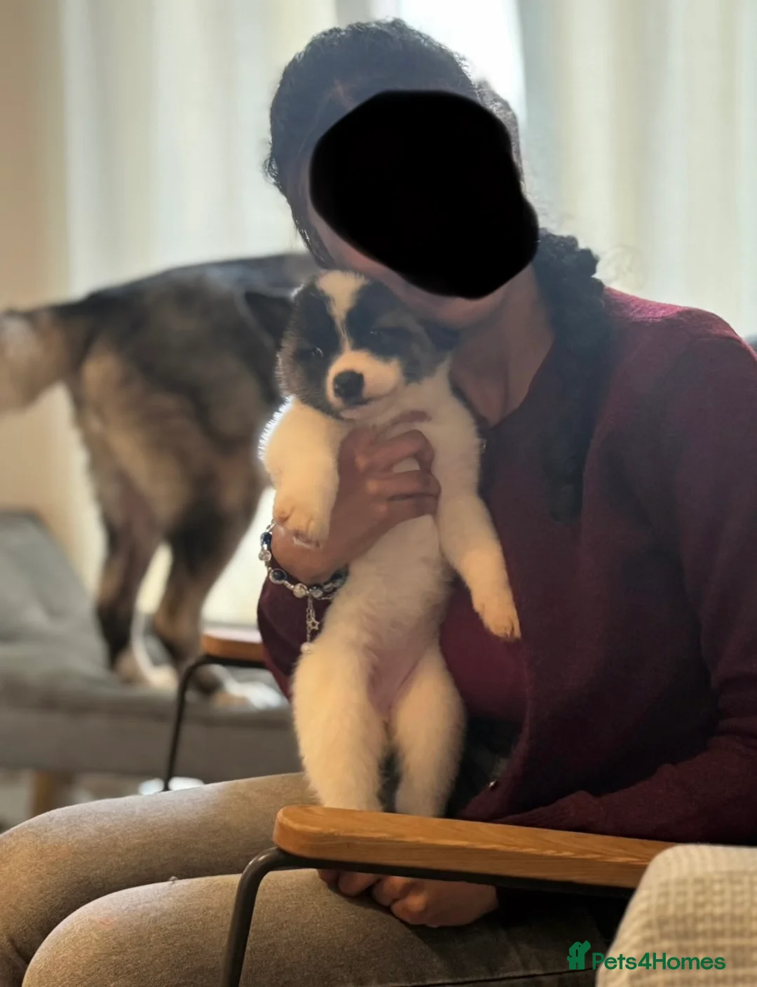 Akita dogs for sale: Quality Family Raised American Akita Puppies - Advert 13