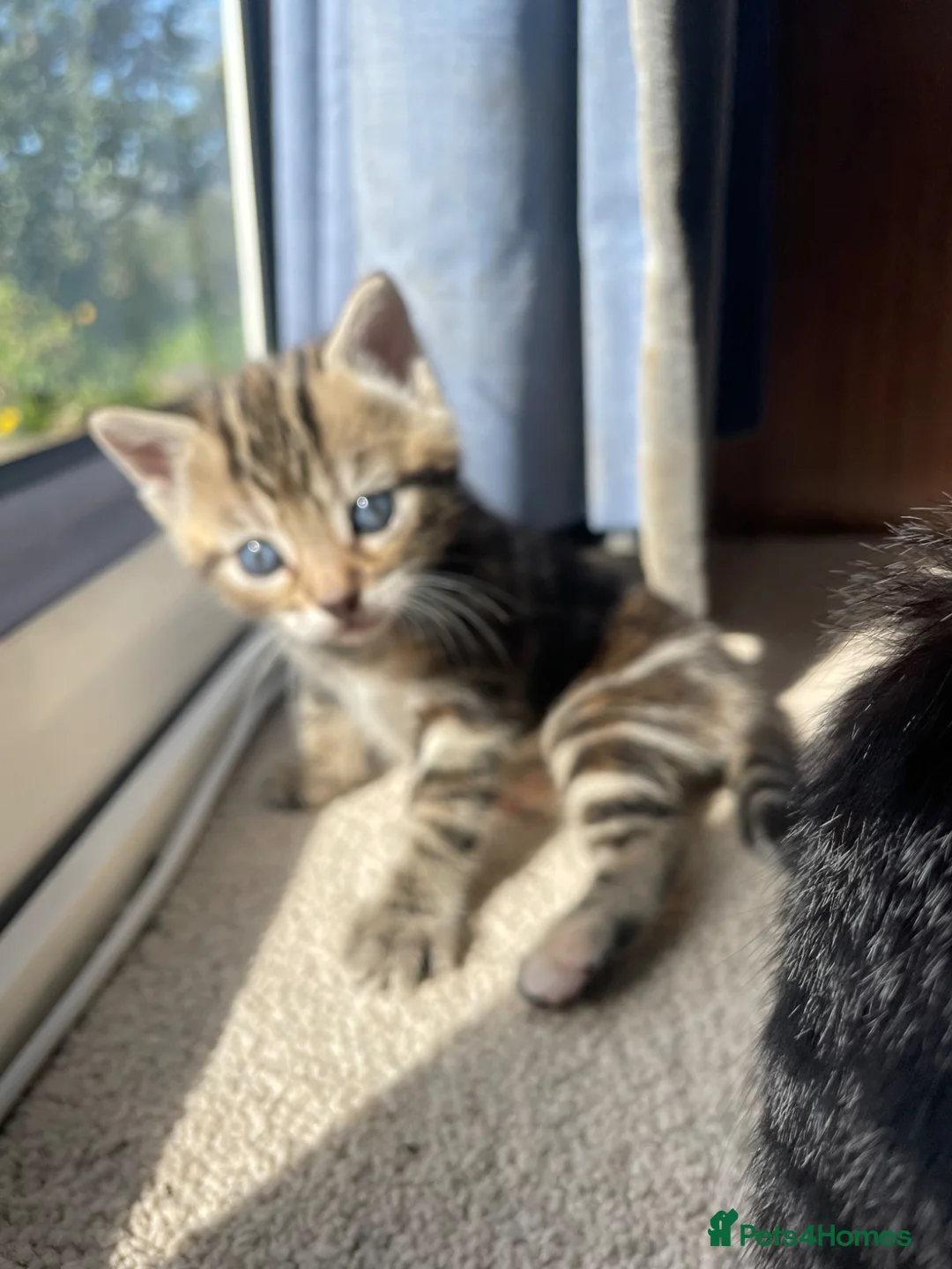 Mixed Breed cats for sale: Bengal and Russian Blue Mixed Kittens in Llangefni - Advert 1