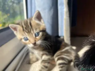 Mixed Breed cats Bengal and Russian Blue Mixed Kittens - Advert 4